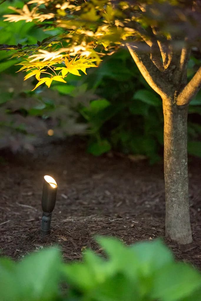 A specimen tree grazed with warm Coastal Source uplighting after dark